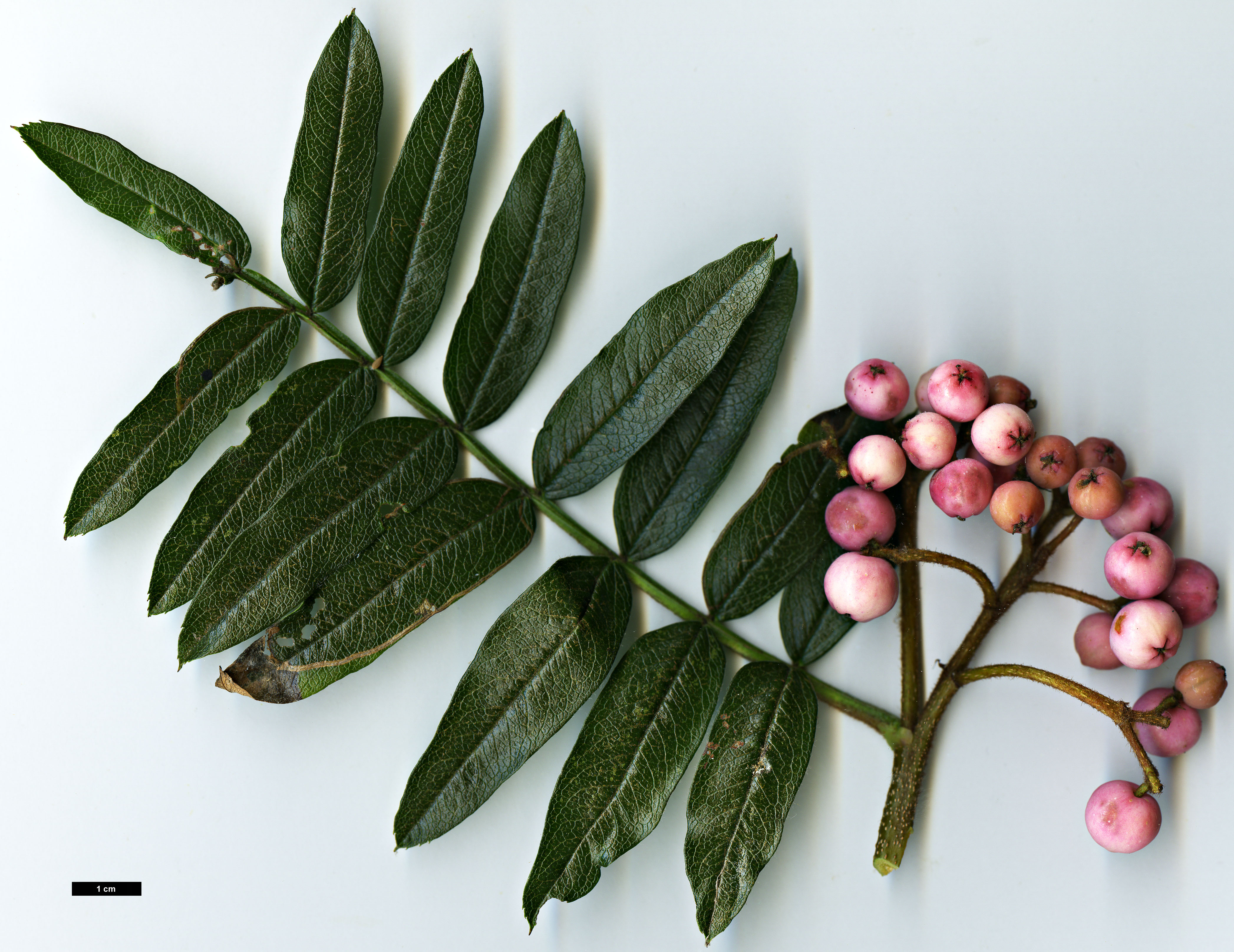 High resolution image: Family: Rosaceae - Genus: Sorbus - Taxon: KR 6391 (S. aff. rehderiana)